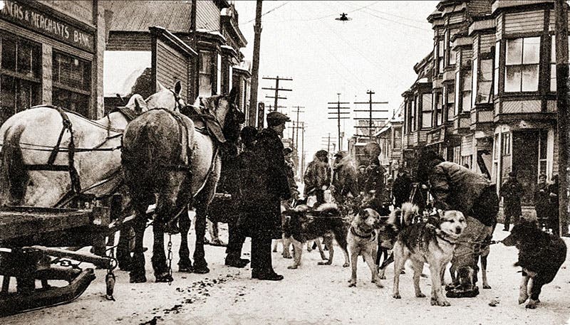 Balto and the rest of the dog team of Gunnar Kassen, arriving in Nome, Feb. 2, 1925 (Sports Illustrated, si.com)