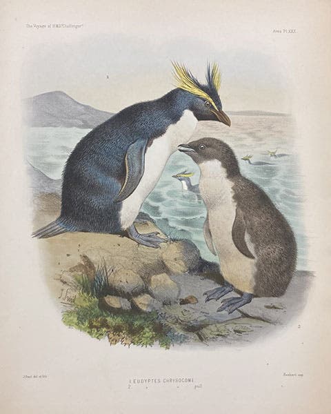 Eudyptes chrysocome, rockhopper penguins, chromolithograph by Joseph Smit, Report on the Scientific Results of the Voyage of H.M.S. Challenger during the years 1873-76, Zoology, ed. by C. Wyville Thomson, vol. 2, 1881 (Linda Hall Library)