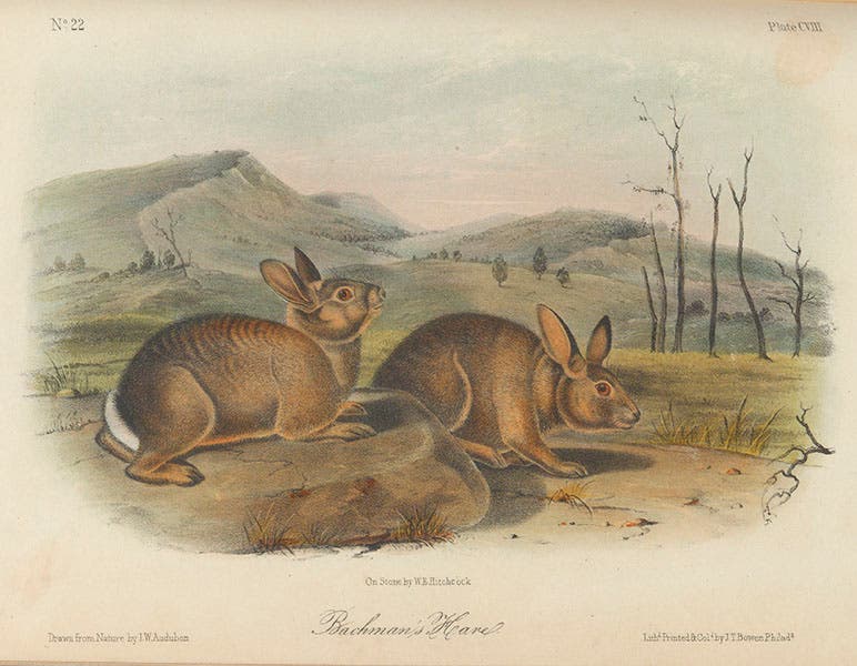“Bachman’s Hare,” hand-colored lithograph by John Woodhouse Audubon and William E. Hitchcock, in John James Audubon and John Bachman, Quadrupeds of North America, 1849-54 (Linda Hall Library)