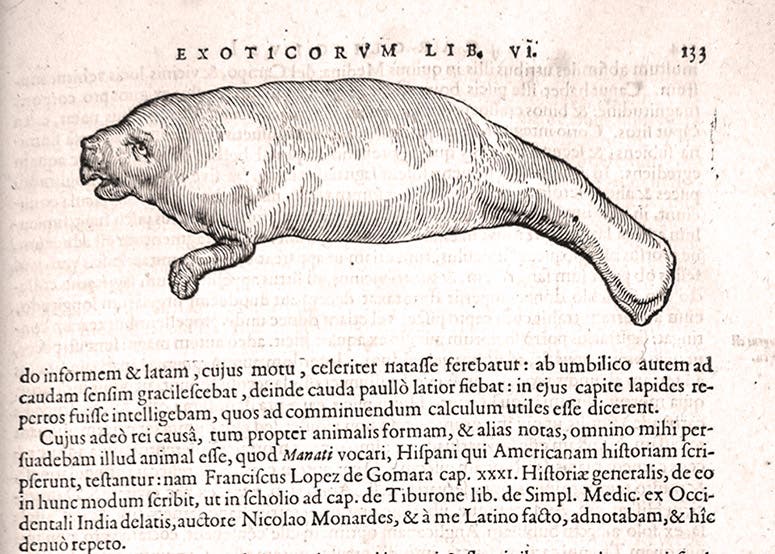 Manatee, from the Caribbean, woodcut, Exoticorum libri decem, by Carolus Clusius, p. 133, 1605 (Linda Hall Library)
