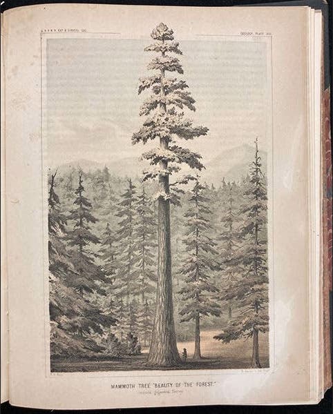 “Beauty of the Forest,” a sequoia, chromolithograph after a sketch by William P. Blake, in Pacific Railroad Reports, vol. 5, plate 13, p. 258, 1855 (The Linda Hall)