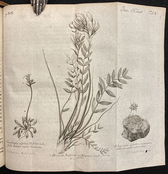 Astragalus alpina, Alpine Milkvetch, Opuscula sua botanica, by Albrecht Von Haller, p. 308, 1749 (The Linda Hall)