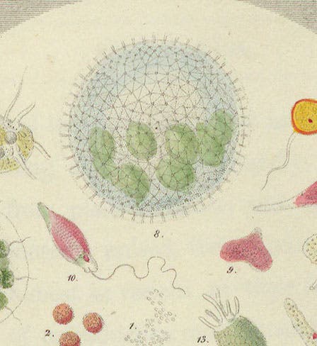 Volvox globator (8) and Euglena sanguinea (10), detail of “Drop II”, hand-colored lithograph by “Achilles,” in Drops of Water, by Agnes Catlow, 1851 (Linda Hall Library)