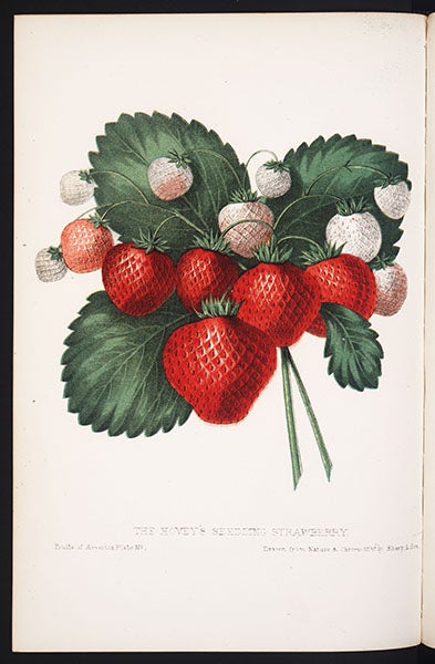 Strawberry cultivar, from Charles Hovey, Fruits of America (1852-6) (Linda Hall Library)