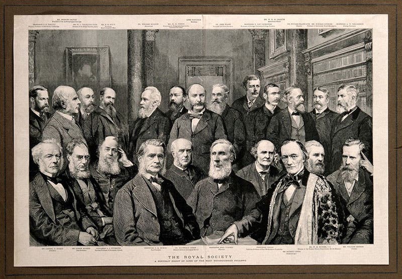 Fellows of the Royal Society,” wood engraving, 1885, Wellcome Collection, London (wellcomecollection.org)