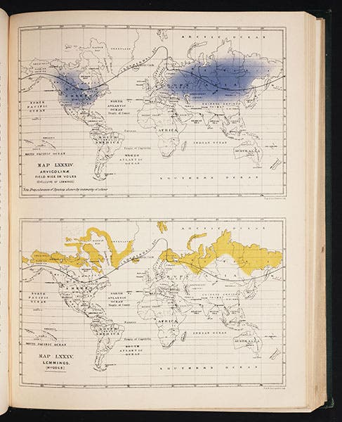 Distribution maps of voles and lemmings, Murray, Geographical Distribution of Mammals, 1866 (Linda Hall Library)