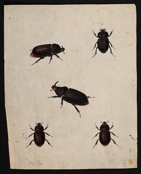 Scarabeus beetles, watercolors by Jean-Gabriel Pretre, used for Coleoteres plate 1b and bound into Ambroise Palisot de Beauvois, Insectes recueillis en Afrique et en Amérique, 1805 (Linda Hall Library)