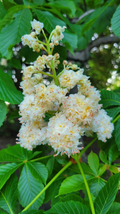 Double Flowered Horsechestnut flower