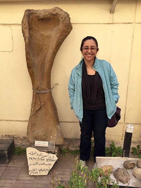 Paralilitan stromeri humerus, on display in the Egyptian Geology Museum, Cairo, with Sylvia Galle (photo by Karl Galle)