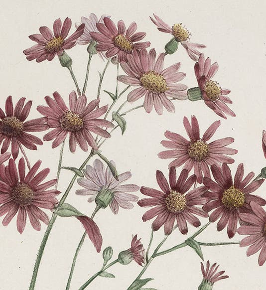 Detail of <i>Pericallis cruenta</i>, from Ventenat, <i>Jardin de la Malmaison</i>, 1803-05 (Linda Hall Library)
