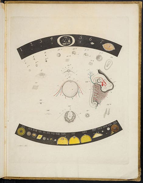 Dozens of various stages in the development of the mammalian egg, hand-colored engraving based on drawings by Karl von Baer, De ovi mammalium et hominis genesi epistolam, by Karl Ernst von Baer, 1827 (Linda Hall Library)