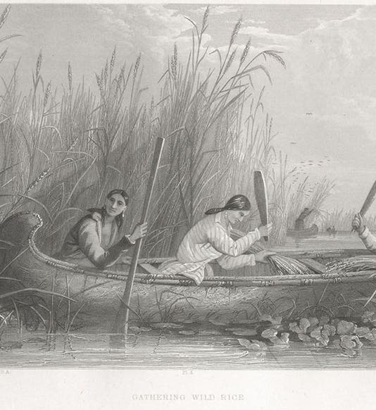 “Gathering Wild Rice,” engraving after a watercolor by Seth Eastman, in Indian Tribes of the United States, by Henry Schoolcraft, vol. 3, 1853 (Linda Hall Library)