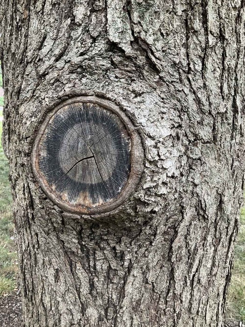 Stelloides Oak bark