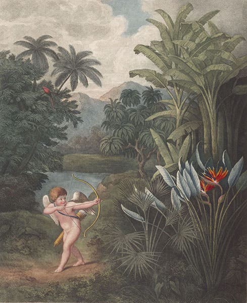 Cupid Inspiring Plants with Love, hand-colored aquatint by Robert Burke, 1805, after painting by Philip Reinagle, in The Temple of Flora, by Robert Thornton, 1807 (Linda Hall Library)