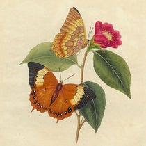 Papilio bernardus butterfly, shown on a Camelia japonica (Japanese rose), detail of hand-colored engraving in An Epitome of the Natural History of the Insects of China, by Edward Donovan, 1798 (Linda Hall Library)