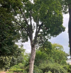 Sugar Maple summer