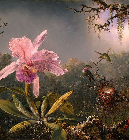 Cattleya Orchid and Three Brazilian Hummingbirds, oil on canvas, by Martin Johnson Heade, 1871, National Gallery, Washington, D.C. (Wikimedia commons)