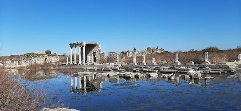 Ruins of an Ionic stoa in Miletus, photograph by Hamed Kholdi (Wikimedia commons)