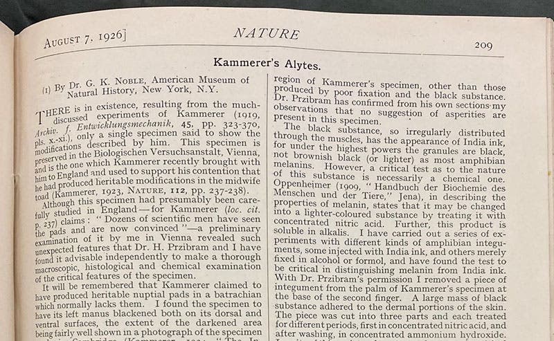 Detail of first page of an article by G.K. Noble, “Kammerer’s Alytes,” revealing that a specimen of midwife toad from Kammerer’s lab showed evidence of alteration by India ink, Nature, vol. 118, p. 209, 1926 (Linda Hall Library)