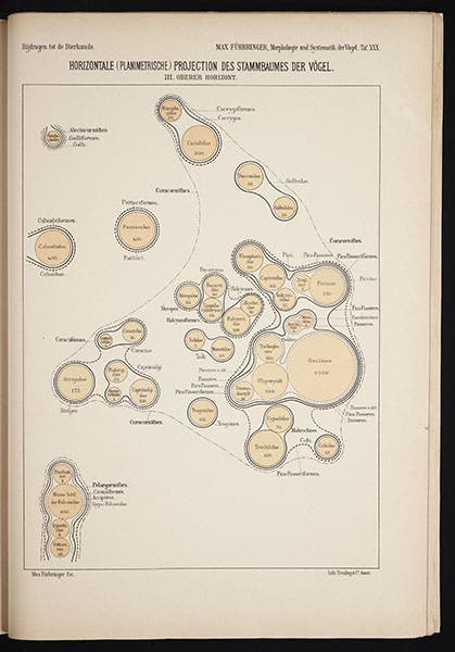 Cross-section of tree in first image, made nearer the top, from Max Fürbringer, Untersuchungen der Vögel, 1888 (Linda Hall Library)