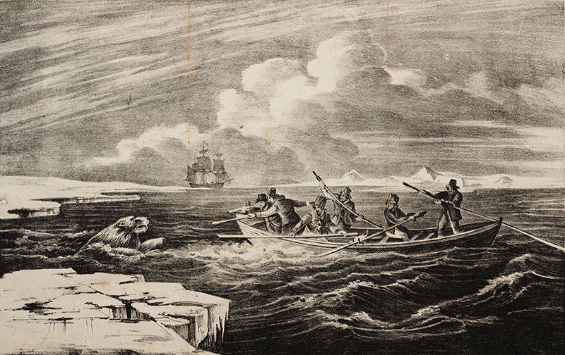 Lithograph of a polar bear attack, George Manby, 1822 (Linda Hall Library)