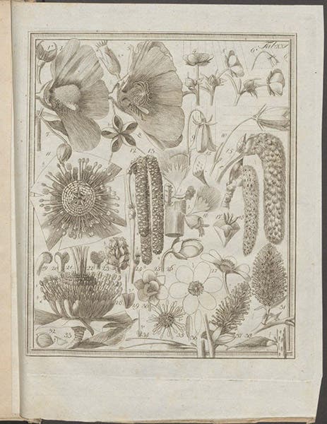 The structure of various flowers, with details of their methods of pollination, engraving based on drawings by Christian Konrad Sprengel, in his Das Entdeckte Geheimniss der Natur im Bau und in der Befruchtung der Blumen, plate 25, 1793 (Linda Hall Library)
