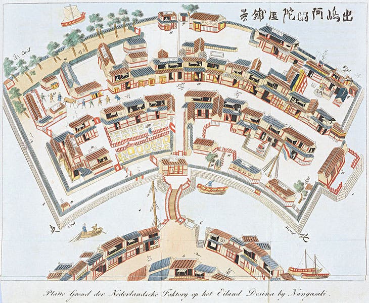 A 1780 view of the Dutch outpost at Dejima, Nagasaki, Japan, where Carl Thunberg spent 16 months collecting plants, 1775-6 (Wikimedia commons)