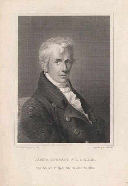 Portrait of James Sowerby, engraving by J.C. Edwards after painting by Thomas Heaphy, 1816, National Portrait Gallery, London (npg.org.uk)