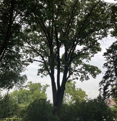 Red Oak summer