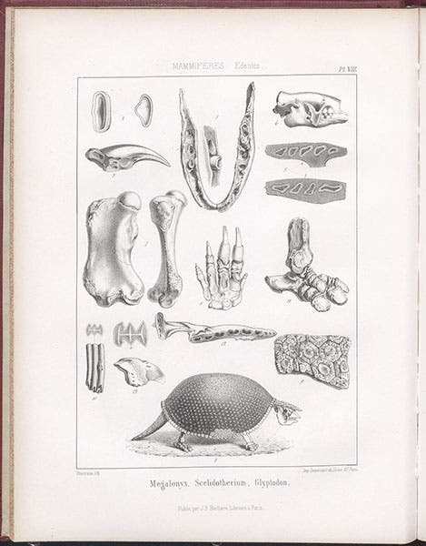 Entire plate showing fossils bones of Megalonyx and the skeleton of a Glyptodon, or giant armadillo, lithograph by Pierre Lackenbauer, in Traité de paléontologie, Atlas, by François-Jules Pictet, plate 8, 1853-57 (Linda Hall Library)