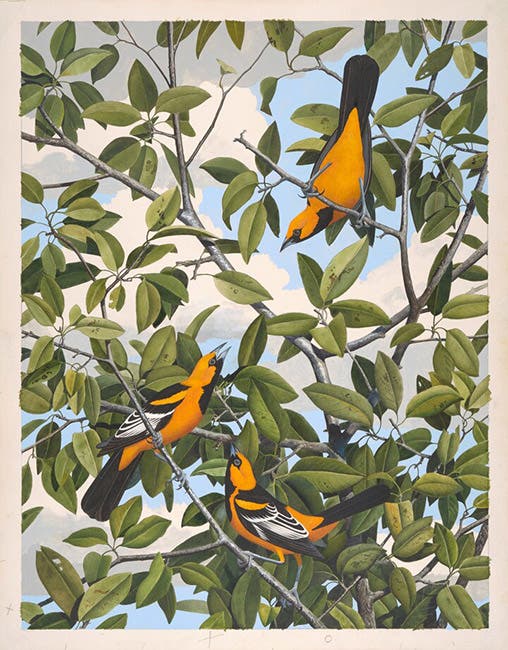 Lichtenstein’s oriole, original watercolor by Scott and Stuart Gentling (Amon Carter Museum, Fort Worth, Texas)