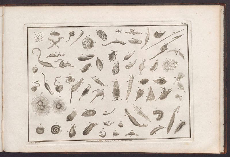 Assorted “animalcula infusoria,” or protozoa, from George Adams, Jr., Essays on the Microscope, 1787 (Linda Hall Library)