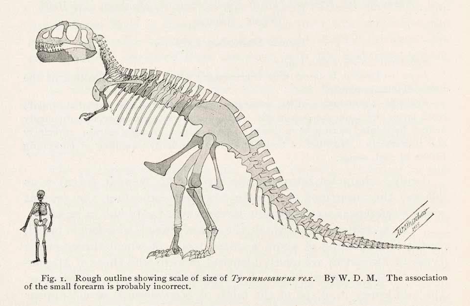 Tyrannosaurus rex reconstruction and human skeleton for scale. This work was on display in the original exhibition as item 33. Image source: Osborn, Henry Fairfield. "Tyrannosaurus and other Cretaceous carnivorous dinosaurs," in: Bulletin of the American Museum of Natural History, vol. 21 (1905), p. 262.