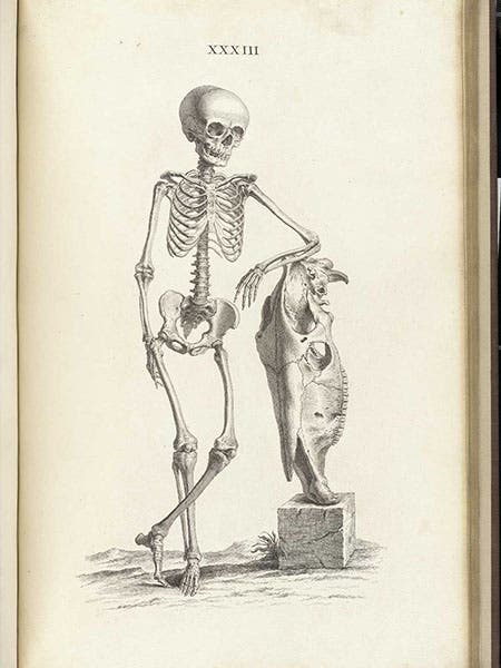 Skeleton of a 9-year-old boy with the skull of a horse, engraving, plate 33, in Osteographia, or the Anatomy of the Bones, by William Cheselden, 1733, National Library of Medicine (nlm.nih.gov)
