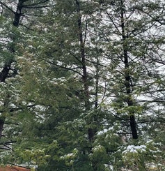 Canadian Hemlock winter