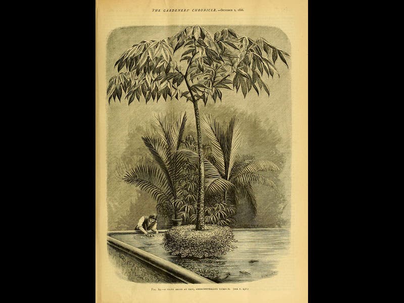 Gardeners’ Chronicle (1889), UMass Amherst Libraries