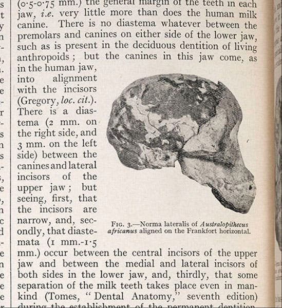 Side view of the Taung skull, with brain cast, detail of photograph from “Australopithecus africanus: The man-ape of South Africa,” by Raymond Dart, Nature, vol. 115, Feb. 7, 1925 (Linda Hall Library)