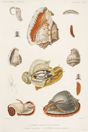 Helmet snails, hand-colored engraving from Jules Dumont D’Urville, <i>Voyage de la corvette Astrolabe</i>…, 1830-34 (Linda Hall Library)