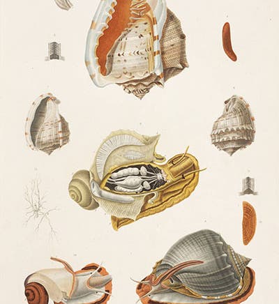 Helmet snails, hand-colored engraving from Jules Dumont D’Urville, <i>Voyage de la corvette Astrolabe</i>…, 1830-34 (Linda Hall Library)