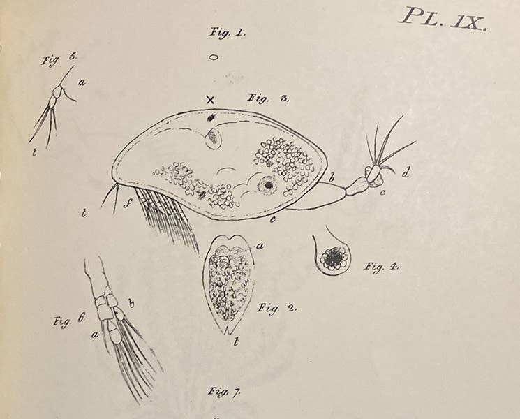Larval stage of a barnacle (Cirripedia), detail of an engraving in Zoological Researches and Illustrations, by John Vaughan Thompson, orig. publ. in 5 parts, 1828-34; republ. in facsimile by the Society for the Bibliography of Natural History, 1968 (Linda Hall Library)
