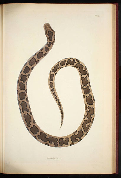 “Pedda Poda A,” another type of Indian rock python, hand-colored engraving by William Skelton, in Patrick Russell, Account of Indian Serpents, 1796 (Linda Hall Library)