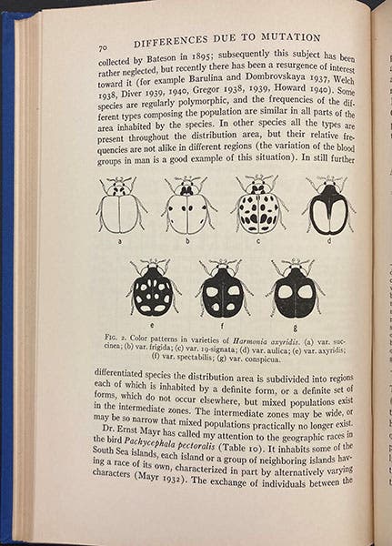 Color pattern variation in ladybird beetles, text figure from Theodosius Dobzhansky, Genetics and the Origin of Species, 2nd ed., 1941 (author’s copy)