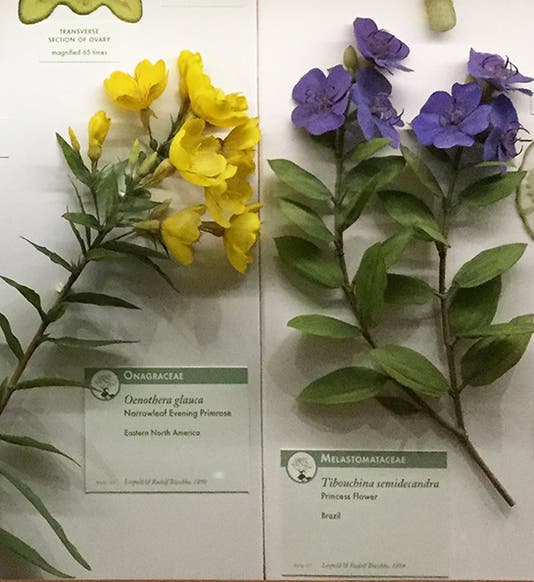 A primrose and a princess flower, glass flower specimens by Leopold and Rudolf Blaschka, 1890s, in the Ware Collection, Harvard Museum of Natural History (author’s photo)