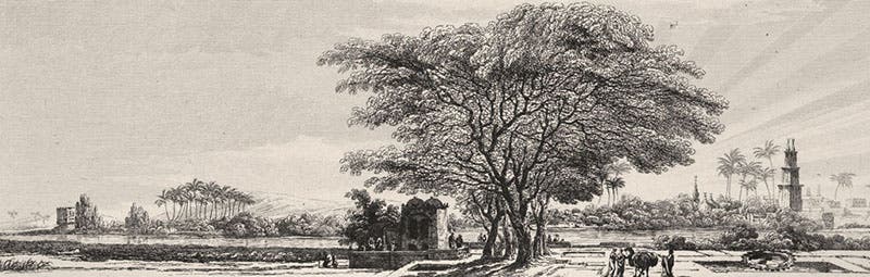 The garden of the Institute of Egypt, in Cairo, formerly the property of Qasim Bey, engraving in Voyage dans la Basse et la Haute Égypte, by Vivant-Dominique Denon, plate volume, pl. 25, 1802 (Linda Hall Library).