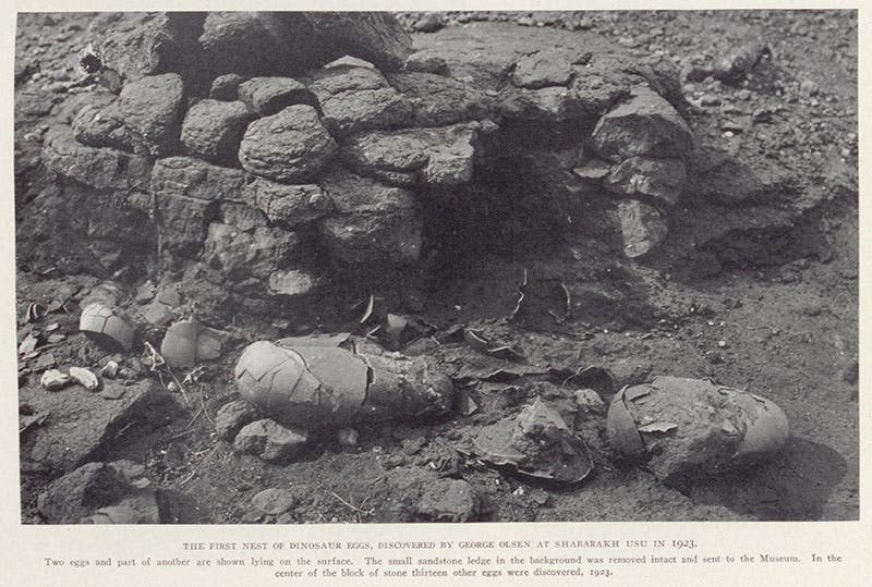 The first dinosaur eggs discovered in Mongolia, 1923, photograph in The New Conquest of Central Asia, by Roy Chapman Andrews et al., 1932 (Linda Hall Library)
