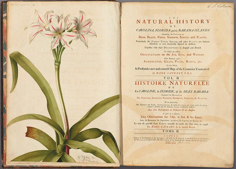 Title page and added painting, extra-illustrated copy of the Natural History of Carolina, by Mark Catesby, owned by Peter Collinson, now being offered on the market by Arader Galleries (aradernyc.com)