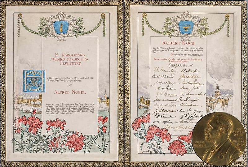 The actual Noble Prize certificate awarded to Robert Koch in 1905 (Robert Koch Institute, Berlin)