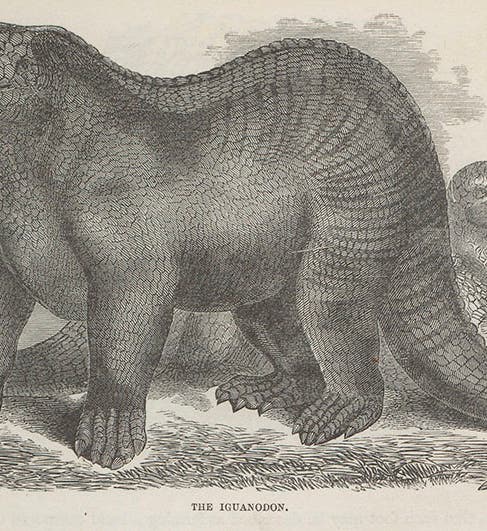 <i>Iguanodon</i>, wood engraving, from Samuel G. Goodrich, Illustrated Natural History, 1859 (Linda Hall Library)