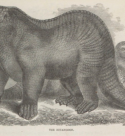<i>Iguanodon</i>, wood engraving, from Samuel G. Goodrich, Illustrated Natural History, 1859 (Linda Hall Library)

