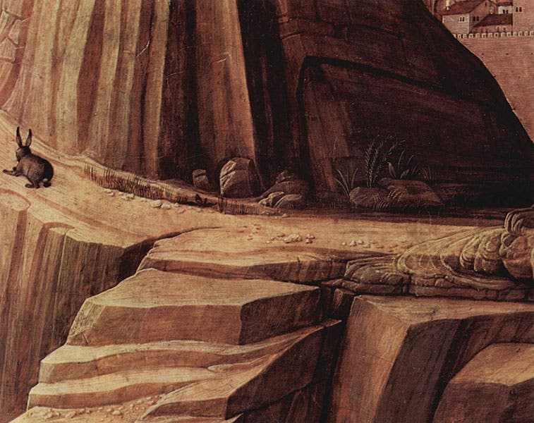 Detail of the Agony in the Garden, by Andrea Mantegna, showing the rocky trail and a rabbit, National Gallery, London (Wikimedia commons)